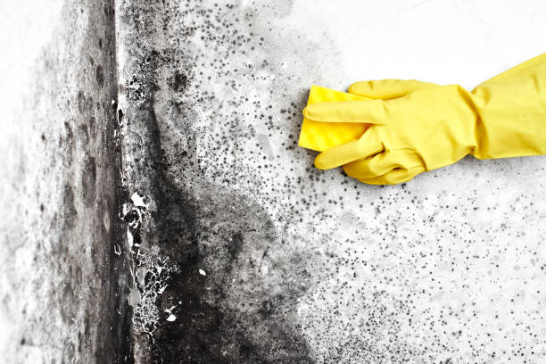 Professional Mold Removal in Leesburg, FL