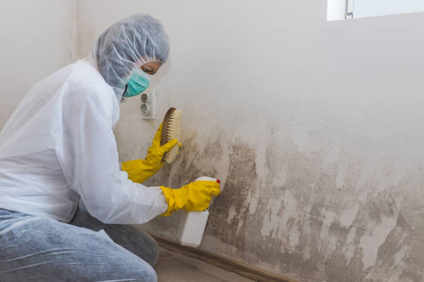 Best Certified Mold Removal  in Leesburg, FL