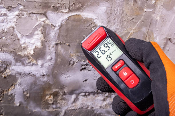 Best Affordable Mold Removal  in Leesburg, FL