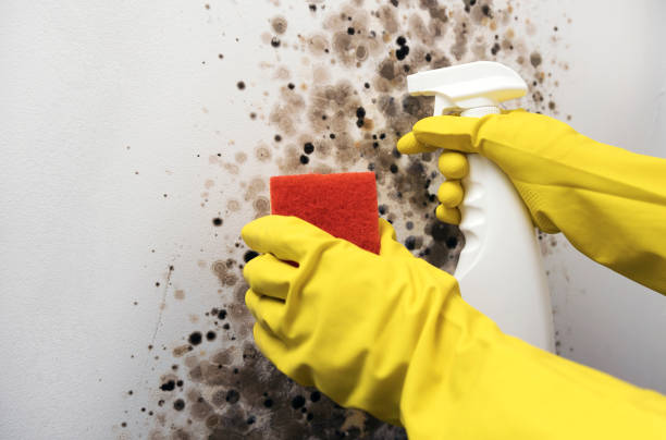 Best Residential Mold Removal  in Leesburg, FL
