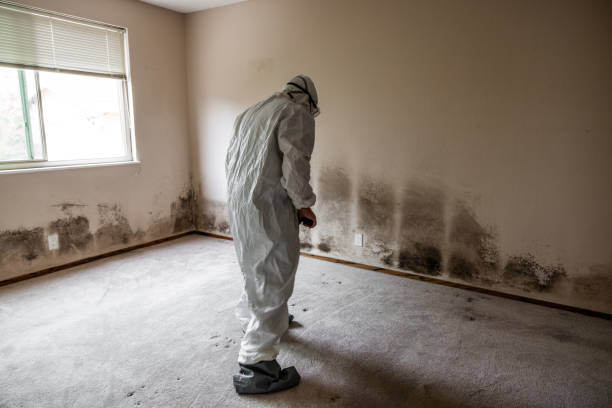 Best Professional Mold Removal  in Leesburg, FL