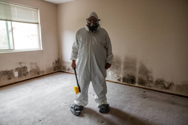 Home Mold Removal in Leesburg, FL