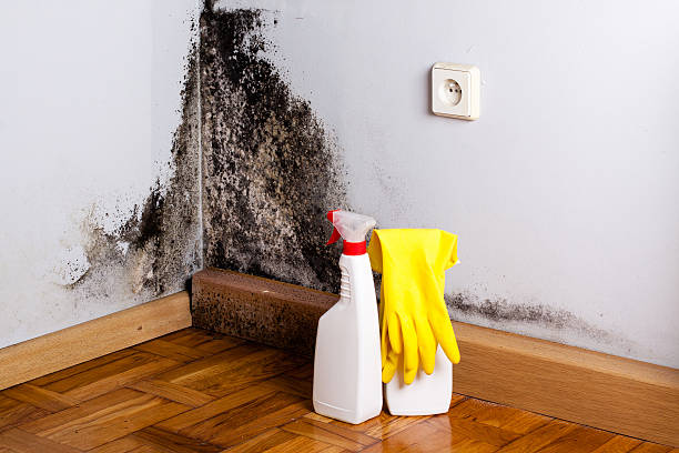 Mold Removal and Inspection in Leesburg, FL